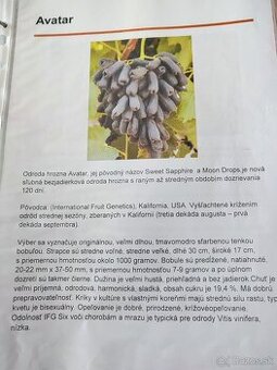 Predám sadenice viniča
