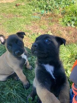 Belgický ovčiak malinois