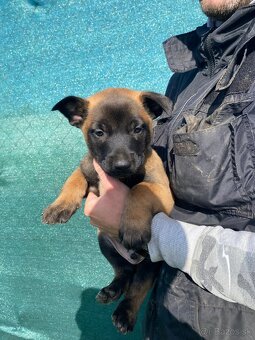 Belgický ovčiak malinois