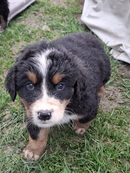 Bernský salašnícky pes- Šteniatka