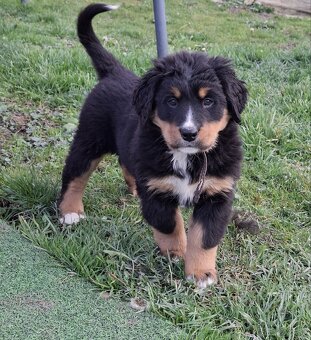 Bernský salašnícky pes- Šteniatka