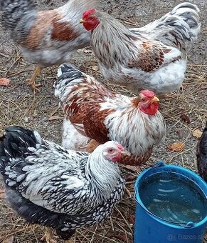 Wyandotka velka forma kohuty