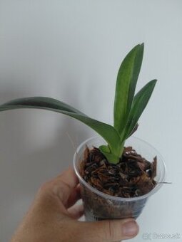 2 orchideje - 1