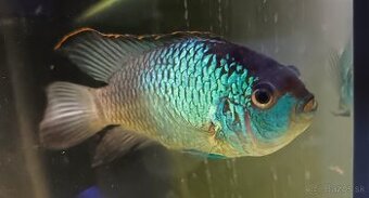 Akara electric blue