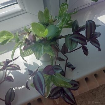 Tradeskanthia 7 druhov