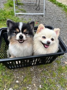 Pomeranian mini