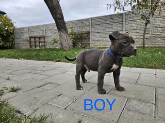 Americký stafordšírsky teriér