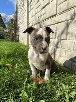 Americký stafordšírsky teriér