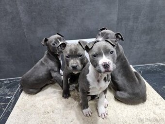 Americký stafordšírsky teriér