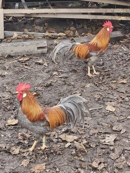 Zdrobnená Vlaška modrozlatosfarbená