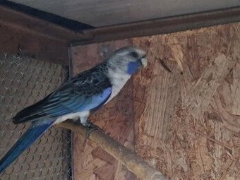 Predám Rozela penant modra.