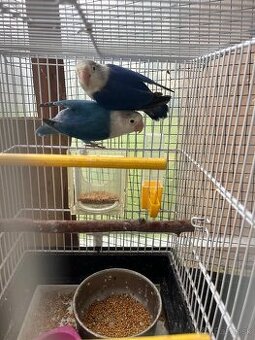 Agapornis fisher par