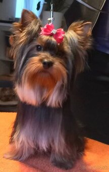 Yorkshirsky terier s PP, jorksir