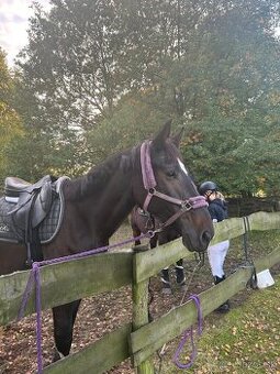 Milionová kobylka - 1