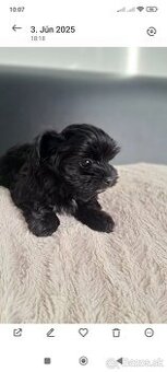 Black Yorkshire terrier