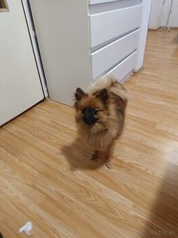 Predám nemeckého spica pomaroma