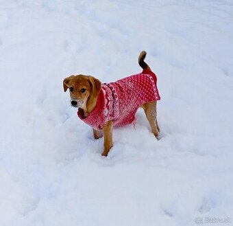 Darujem mini šteniatko - sučka Sunni Gummi