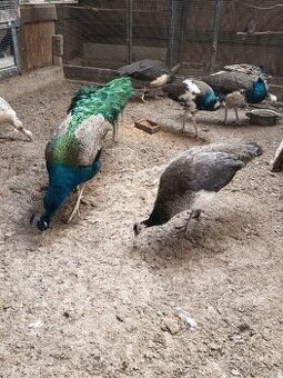 Predám pávy korunkaté