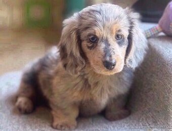 Šteniatka mini jazvečíka na adopciu.