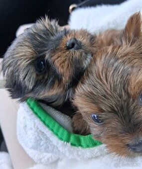 Yorkshirsky terier mini