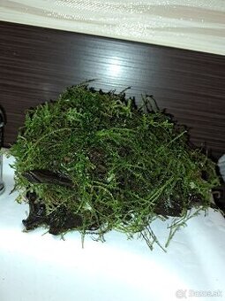 Koreň s machom do akvária