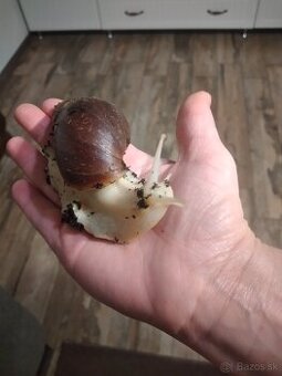 Africký slimák, africke slimaky