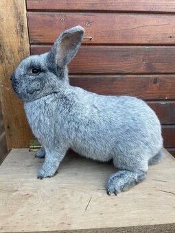 Predám nepribuzny pár kralikov