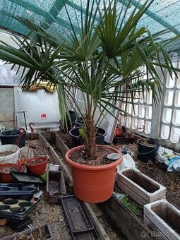 Trachycarpus fortunei