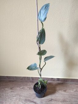 Philodendron hastatum