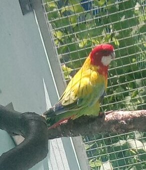 Rozela pestra golden gold