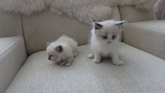 ragdoll,radgoll mačiatka aktuálne k odberu