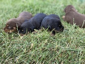 Jagdterrier