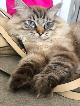Kocúrik Ragdoll na krytie