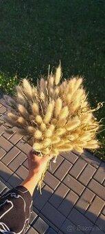 Sušený zajačí chvost - Bunny tail grass