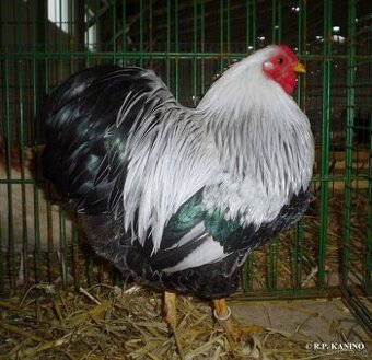 Zdrobnelá wyandotka strieborno sfarbená vlnitá