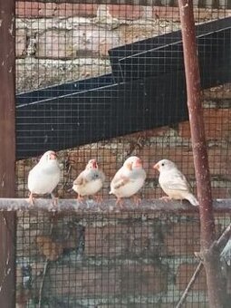 Zebrička austrálska