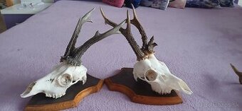 Trofeje raritnych srncov