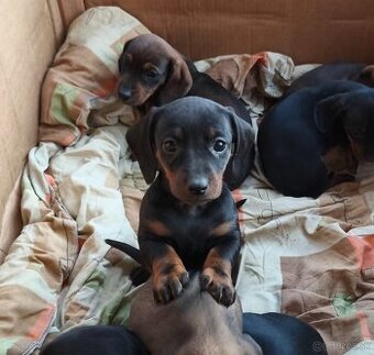 jazvečík krátkosrstý