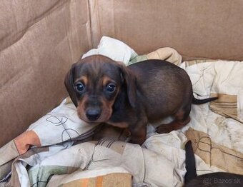 jazvečík krátkosrstý