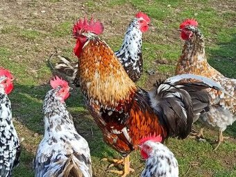 Nasadove vajcia slepacie