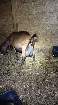 Predam kozie mlieko a kozi a ovci syr,vsetko pasterizovane