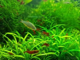 Krevetky Bloody mary