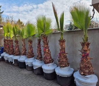 Predám palmy Washingtonia robusta