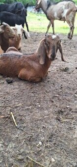 Predám vysoko podielové AN kozliatka