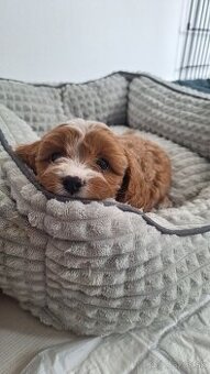 Cavapoo