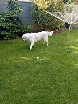 Zlatý retriever