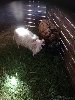 Mini baračekova na predaj