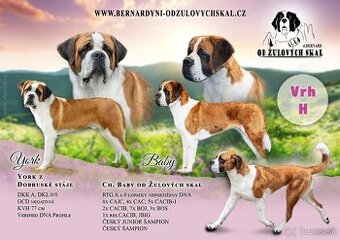 Bernardin