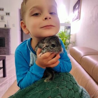 Činčila - mláďa činčily samec