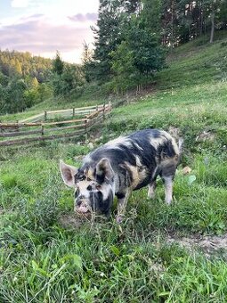 Kanec kune kune